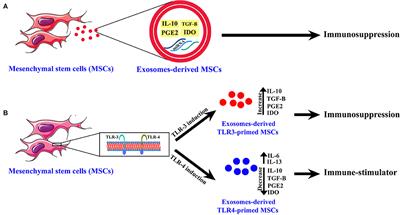 Application of Exosomes-Derived Mesenchymal Stem Cells in Treatment of Fungal Diseases: From Basic to Clinical Sciences